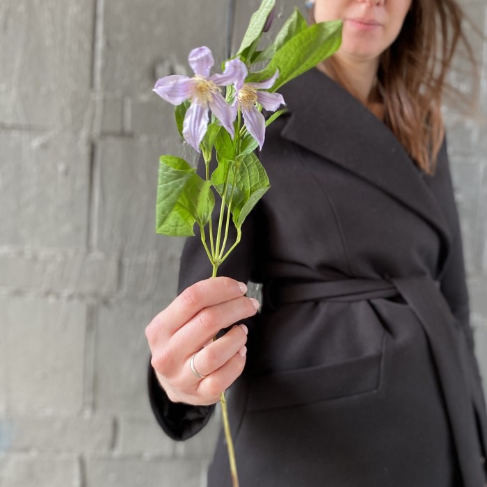 Клематис сиреневый