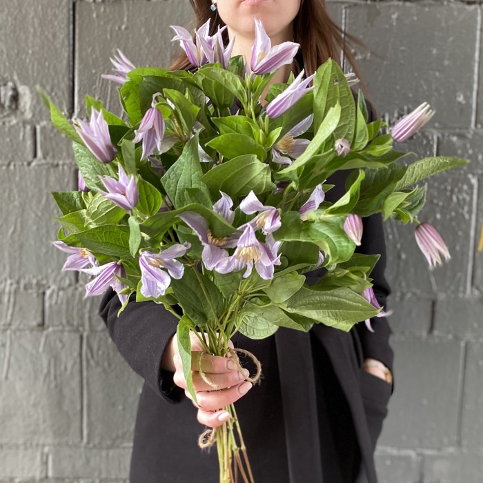 Клематис сиреневый