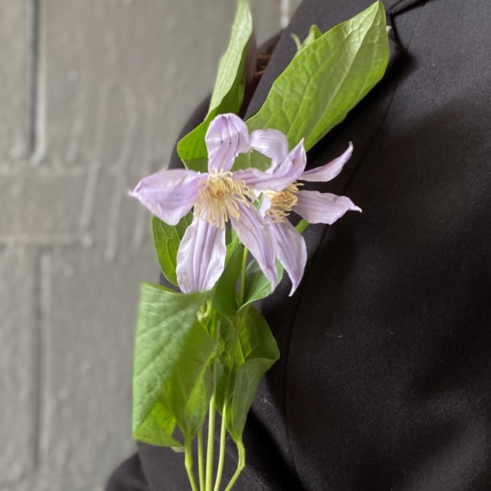 Клематис сиреневый