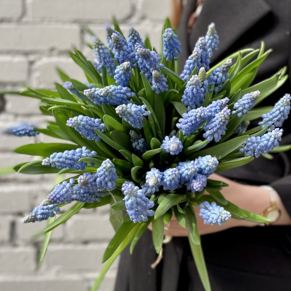 Мускари голубой