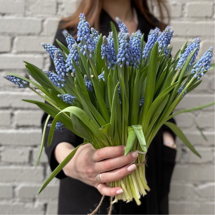 Мускари голубой