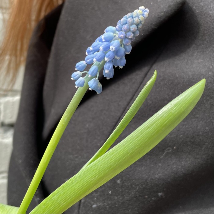 Мускари голубой