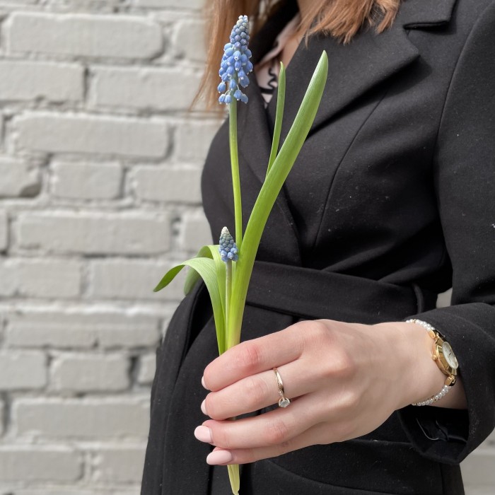 Мускари голубой