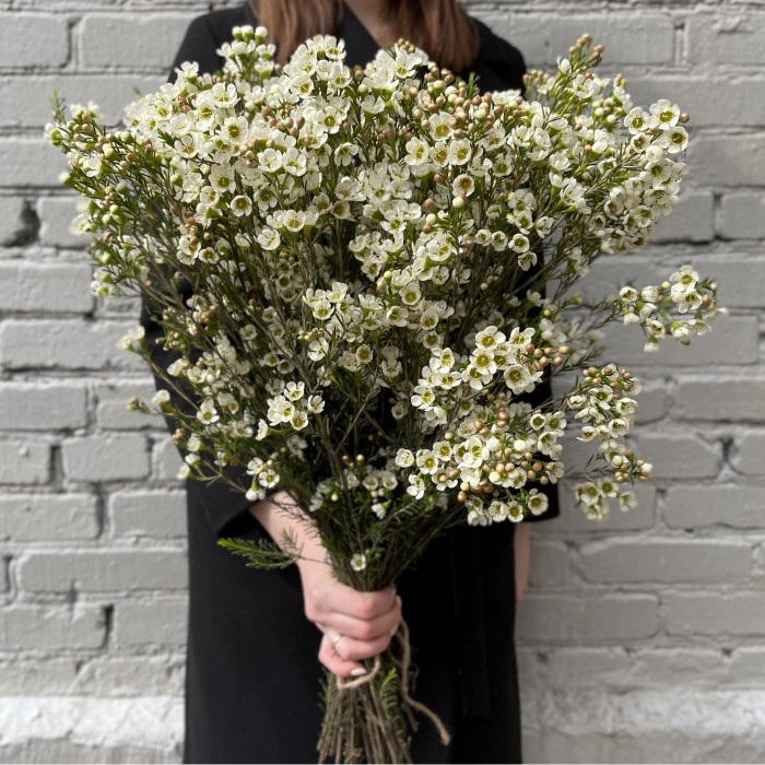 Шамелациум белый