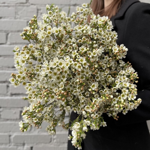 Шамелациум белый