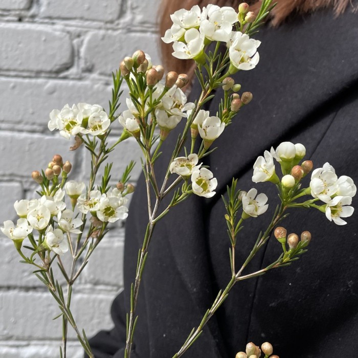 Шамелациум белый