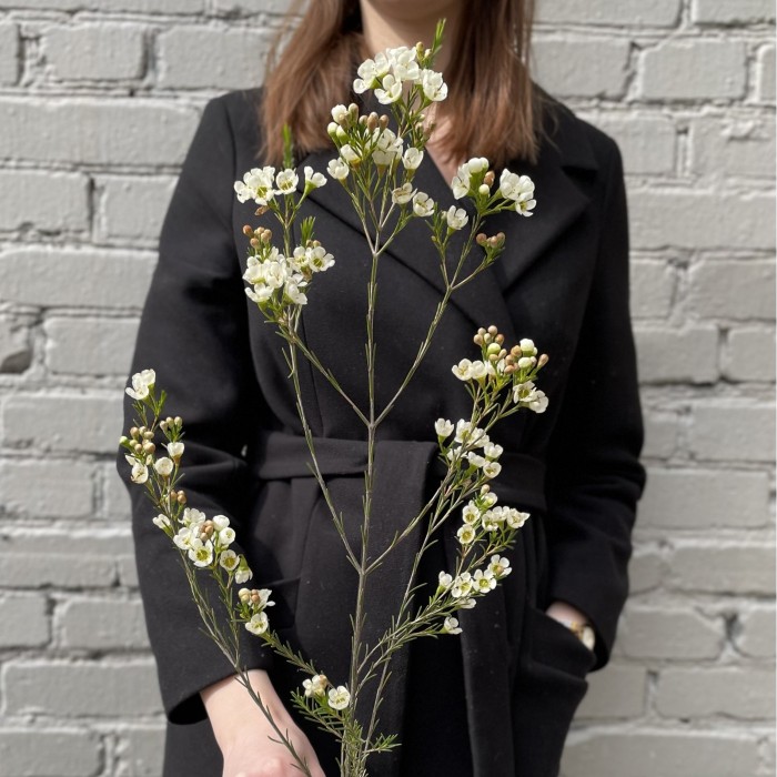 Шамелациум белый