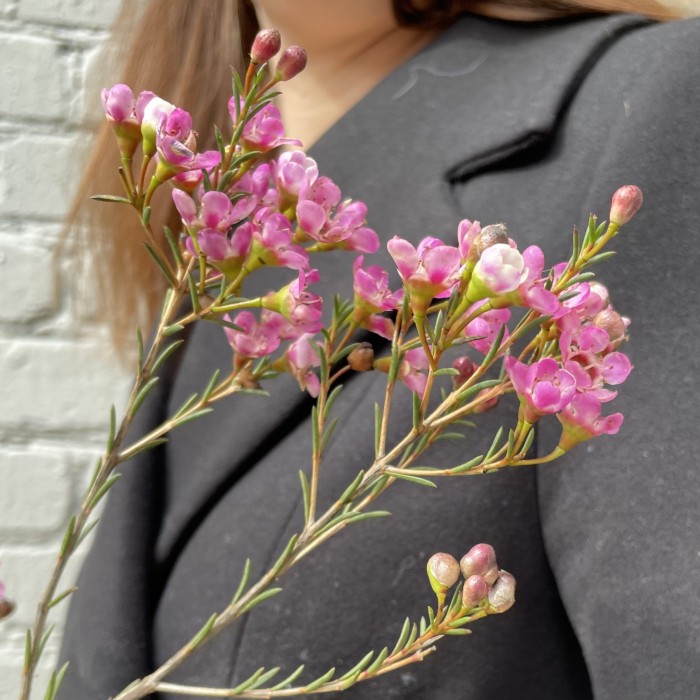 Шамелациум розовый