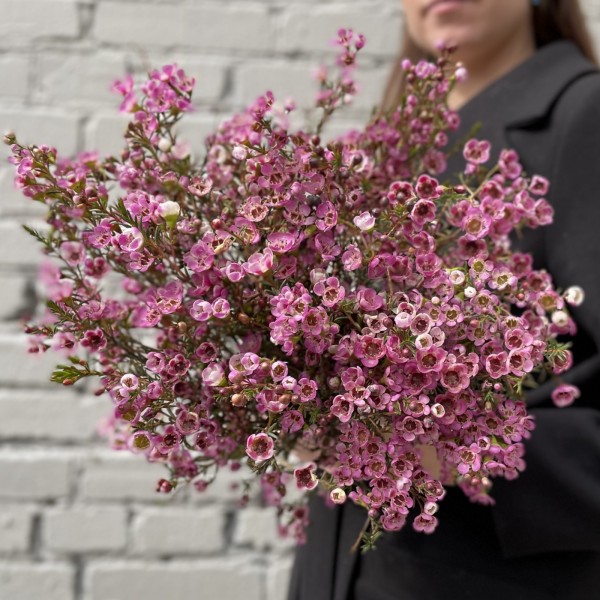 Шамелациум розовый