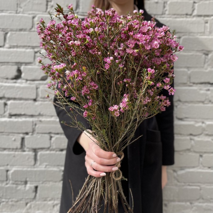 Шамелациум розовый