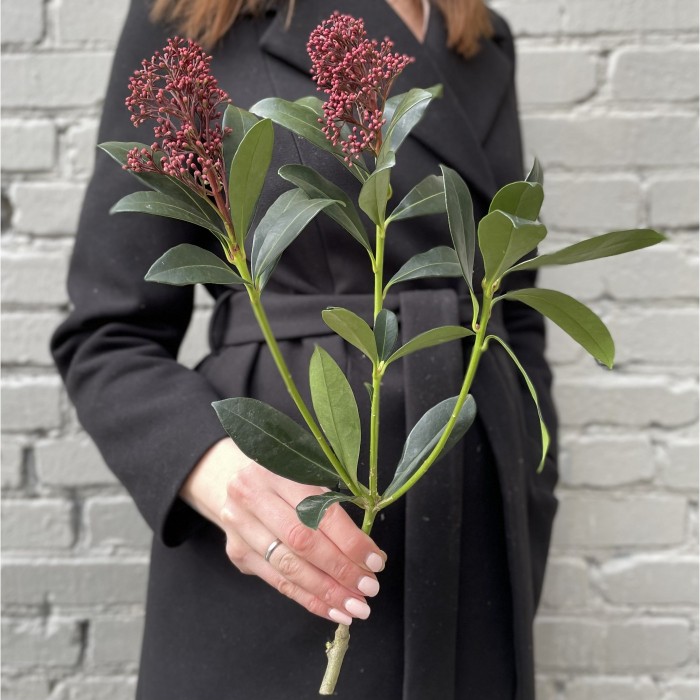 Скимия бордовая