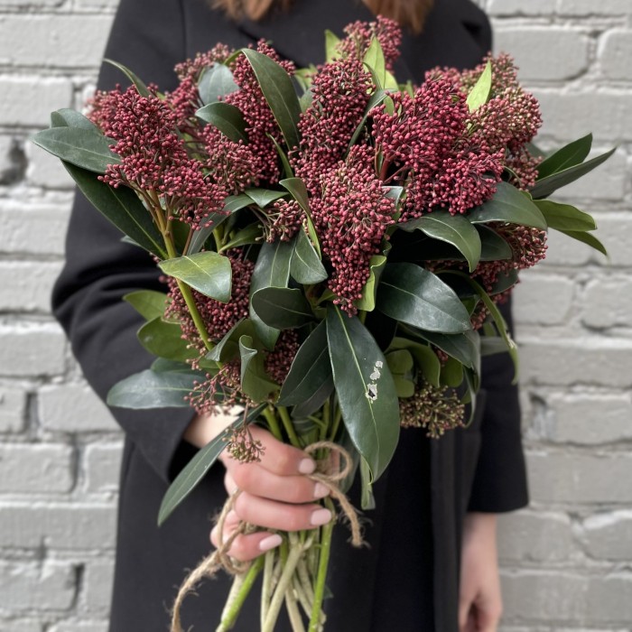 Скимия бордовая