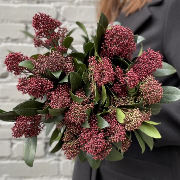 Скимия бордовая