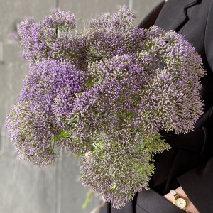 Трахелиум фиолетовый