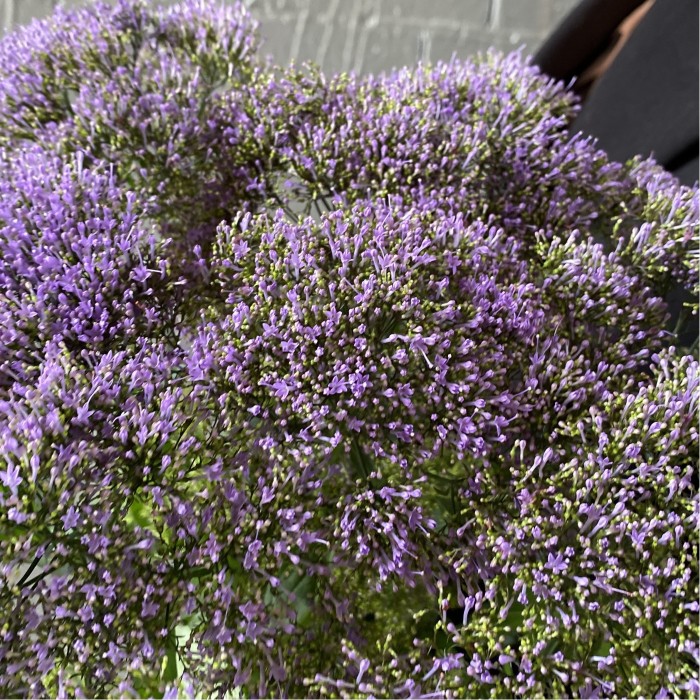 Трахелиум фиолетовый