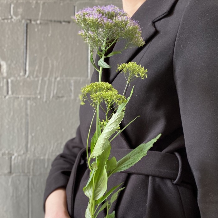 Трахелиум фиолетовый