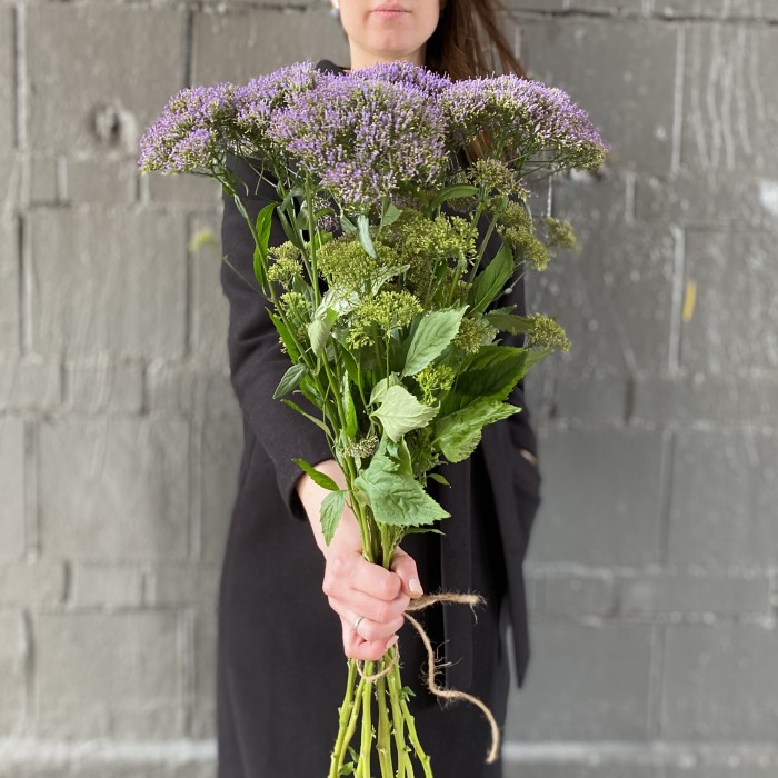 Трахелиум фиолетовый