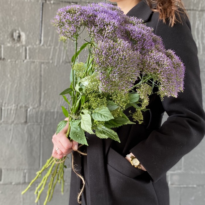 Трахелиум фиолетовый