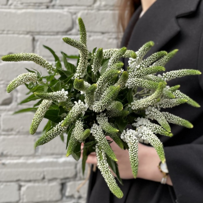 Вероника белая