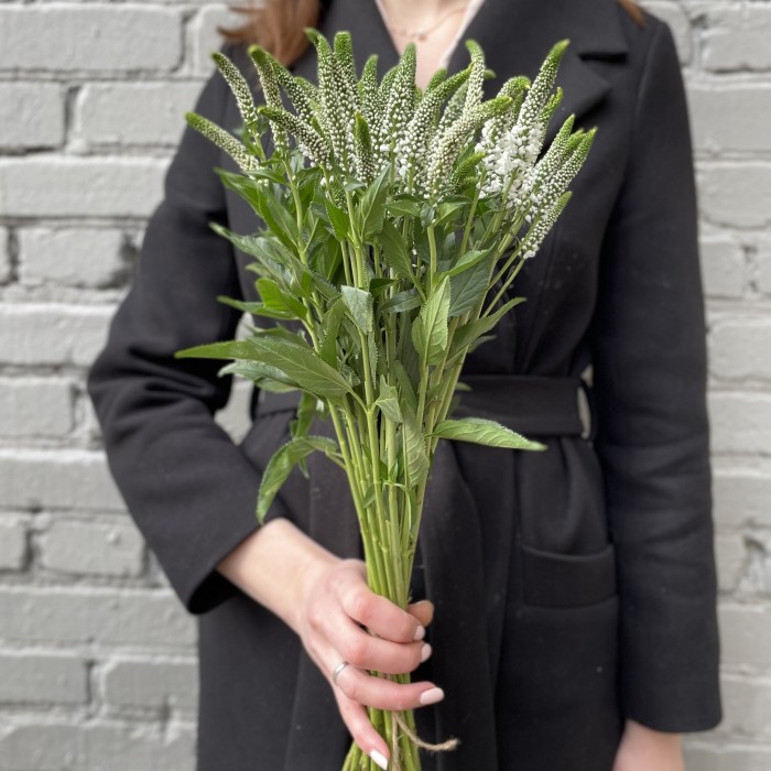 Вероника белая