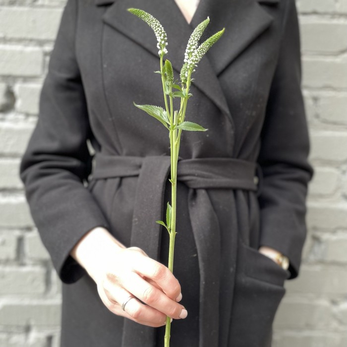 Вероника белая