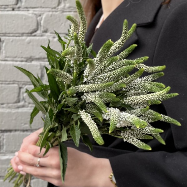 Вероника белая