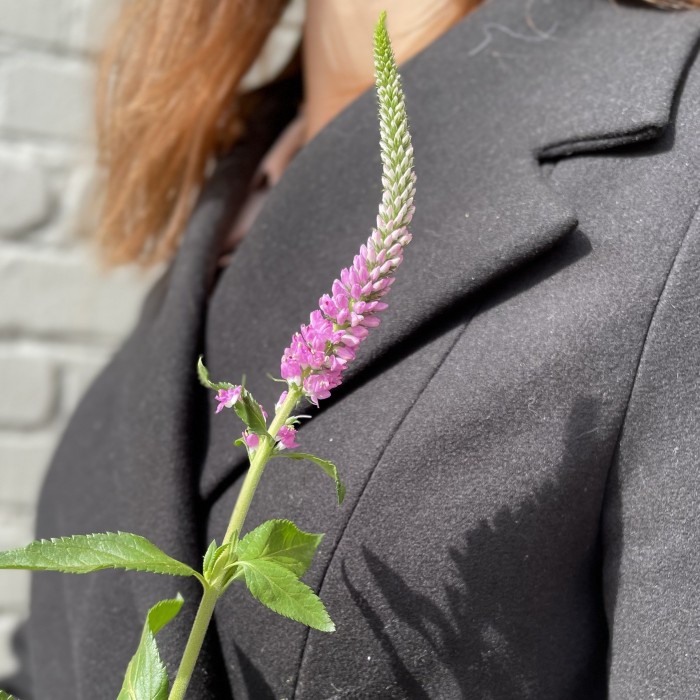 Вероника розовая