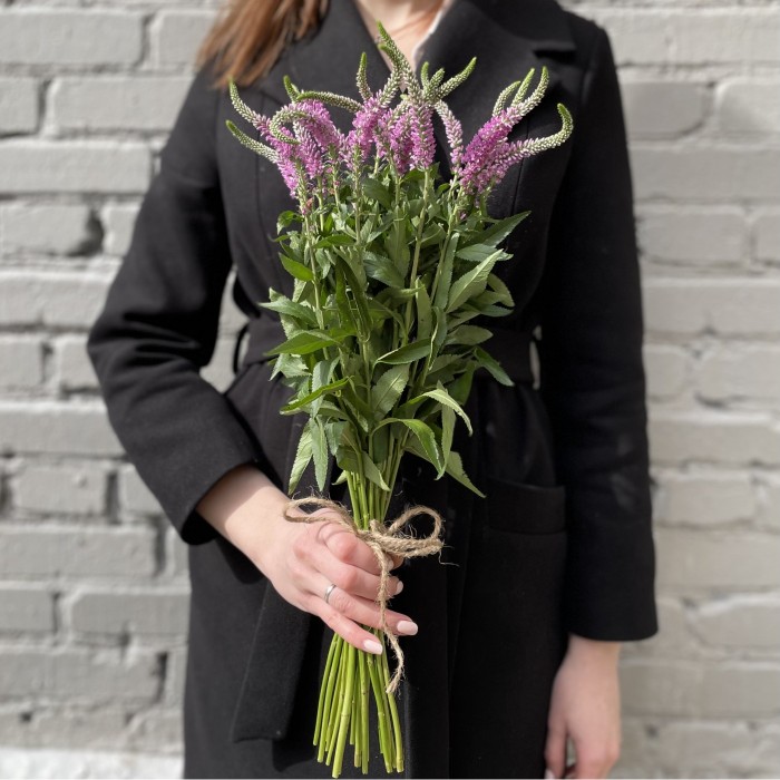 Вероника розовая