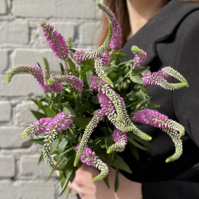 Вероника розовая