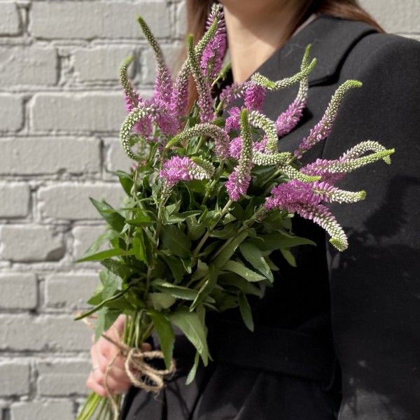 Вероника розовая