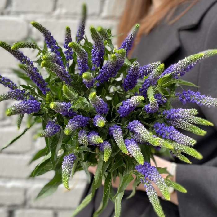 Вероника синяя