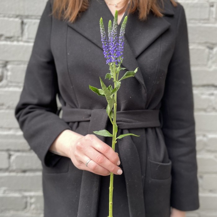 Вероника синяя