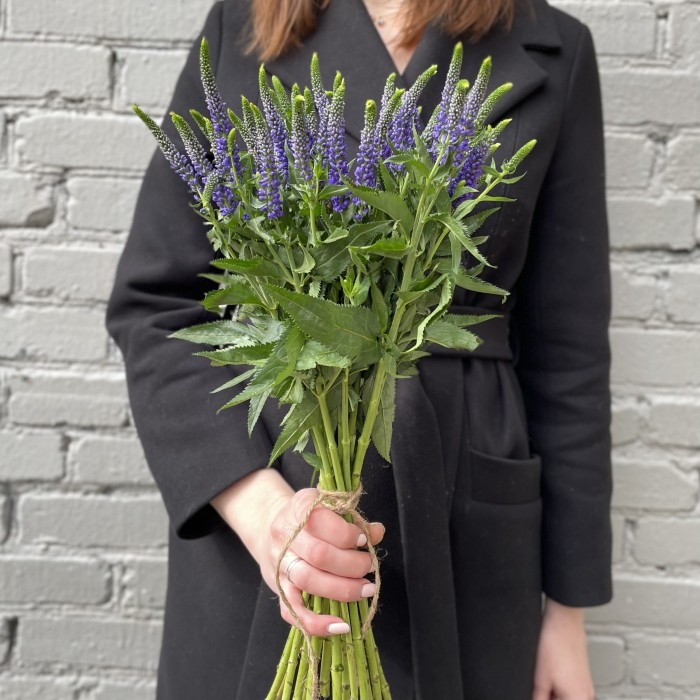 Вероника синяя