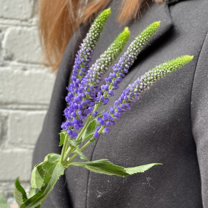 Вероника синяя