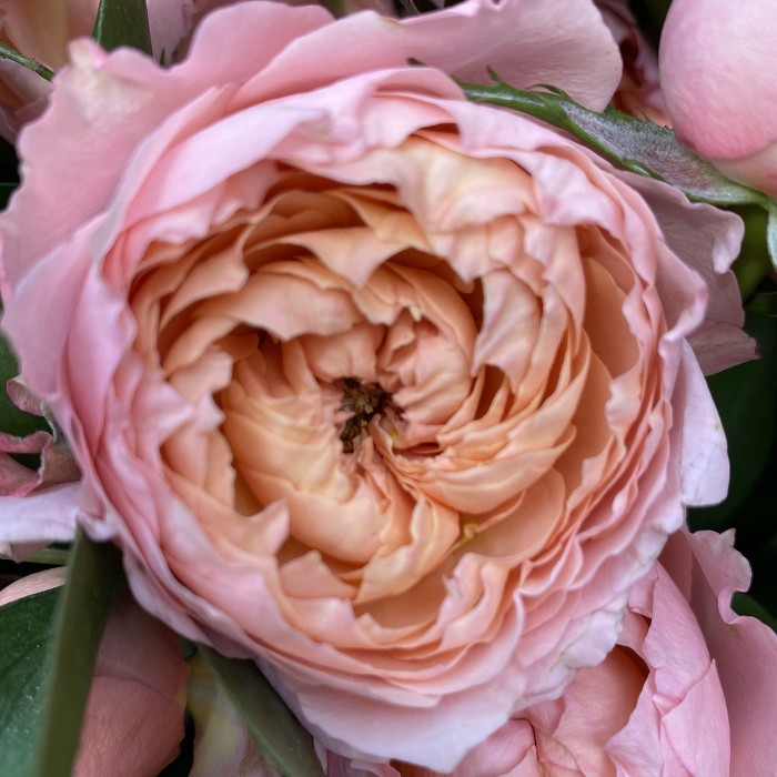 Летняя Джульетта