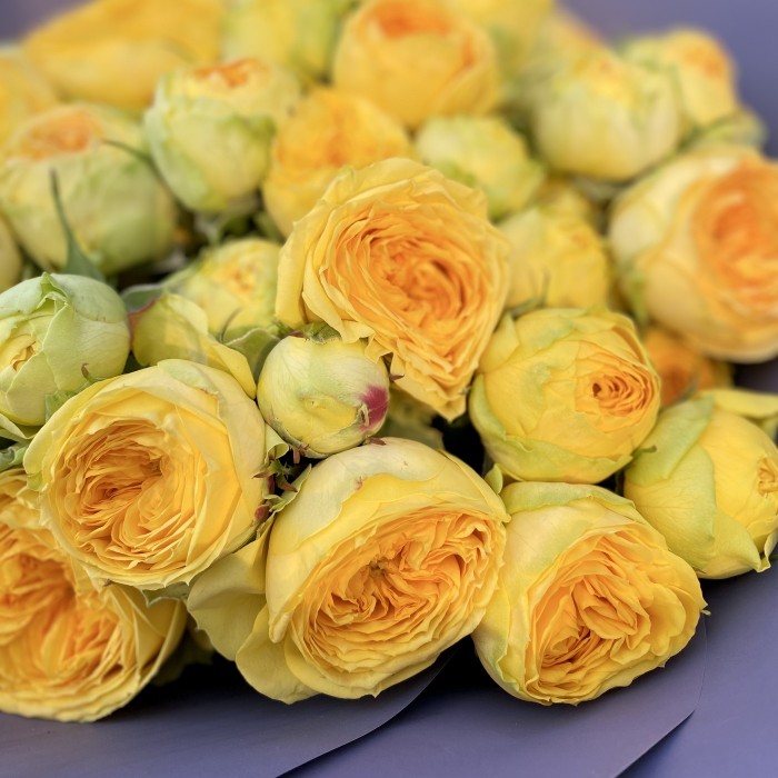 Розы пионовидные солнечные Sunny Trendsetter