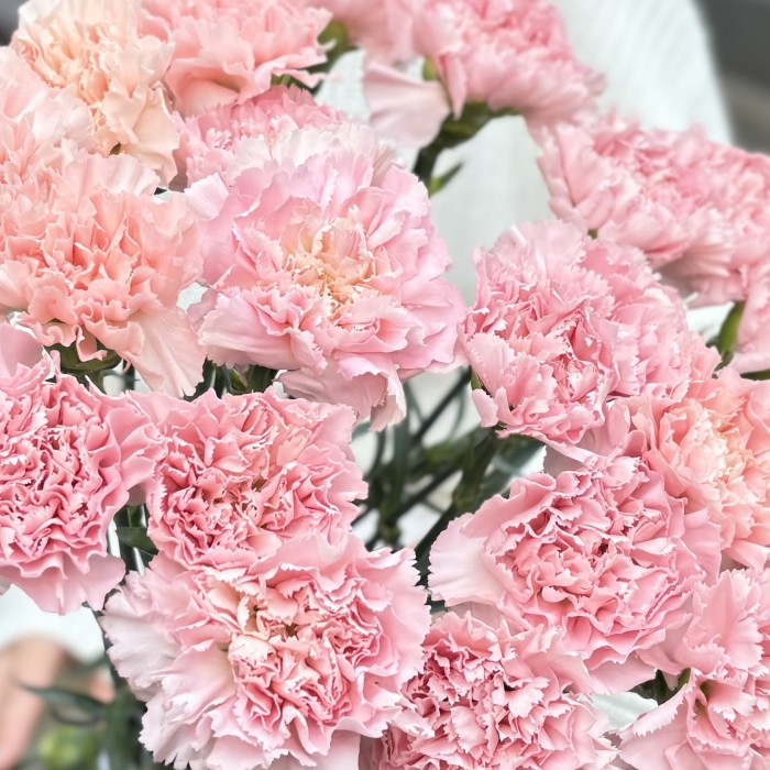 Гвоздика нежно-розовая