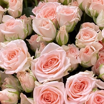 Сценарий идеального 14 февраля