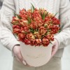 25 оранжевых тюльпанов Абба в коробке