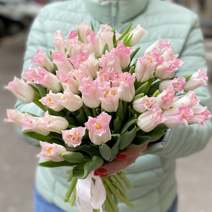 Тюльпан бело-розовый Краун (Co Crown Dynasty)