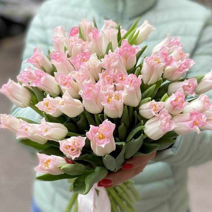 Тюльпан бело-розовый Краун (Co Crown Dynasty)