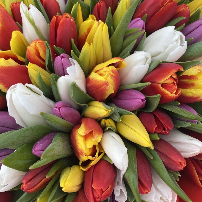 101 тюльпан яркий микс в упаковке