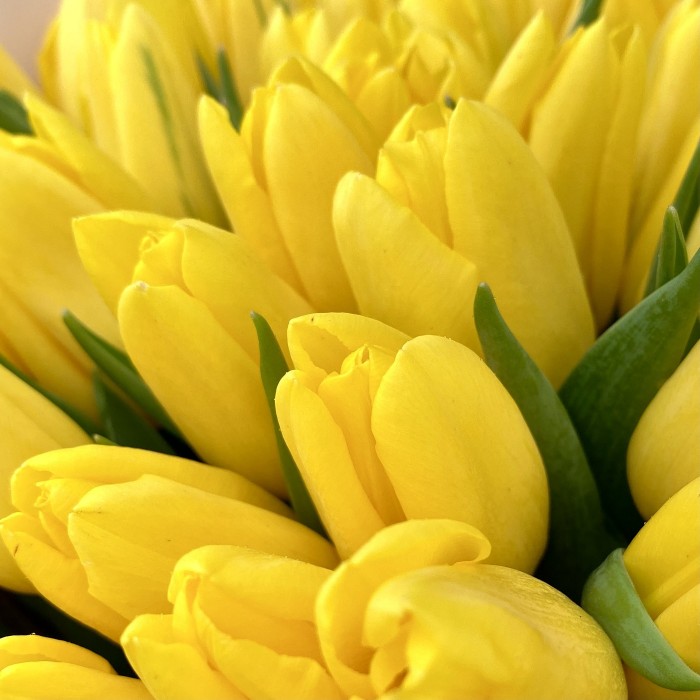 101 желтый тюльпан