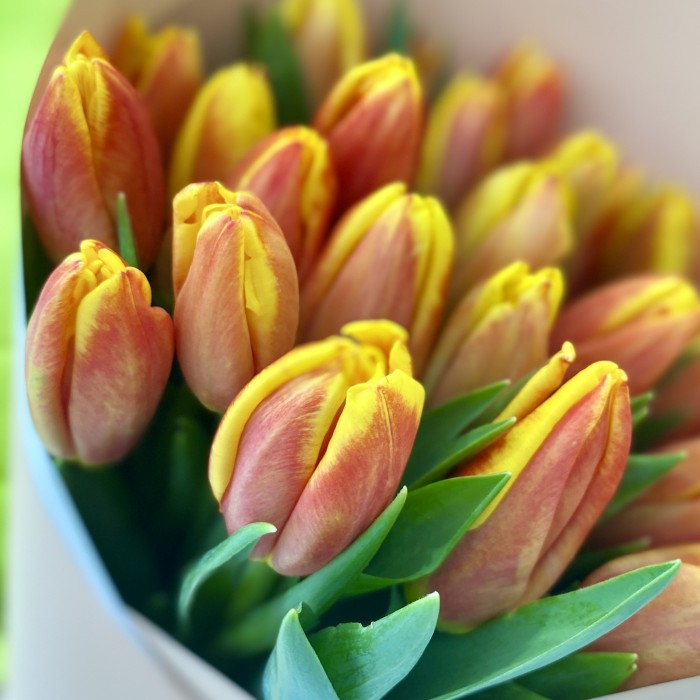 25 тюльпанов огненных