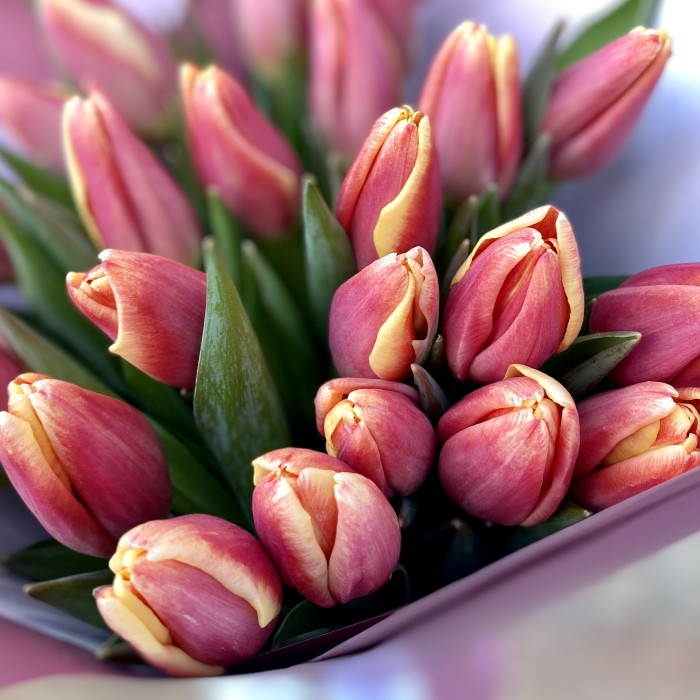 25 тюльпанов розовый фламинго