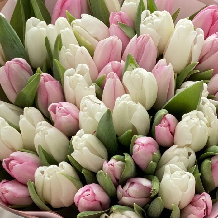 Букет из 51 тюльпана - бело-розовый микс