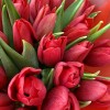 25 красных тюльпанов