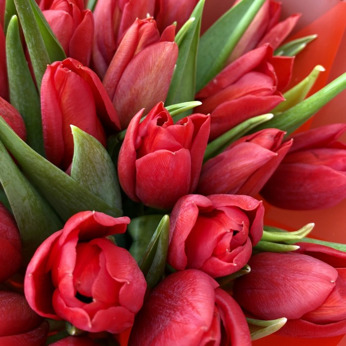 25 красных тюльпанов