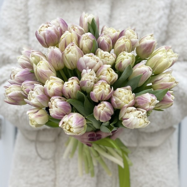 Тюльпан пионовидный кремово-розовый (Крем Апстар)