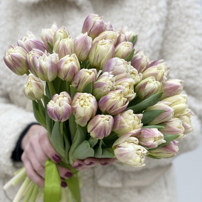 Тюльпан пионовидный кремово-розовый (Крем Апстар)